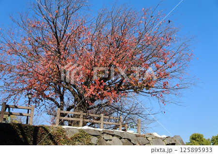 熊本市 熊本城 熊本市 熊本城 125895933