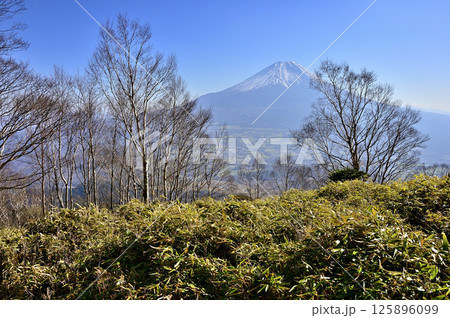 天子山地の雨ヶ岳山頂より ダケカンバと笹原と富士山 天子山地の雨ヶ岳山頂より ダケカンバと笹原と富士山 125896099
