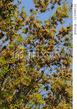 ウバメガシの花・2025年4月　 125896132