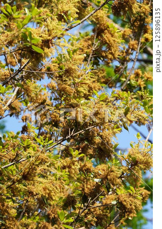 ウバメガシの花・2025年4月　 125896135