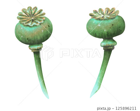 Poppy pod set. Watercolor and marker illustration. Botanical herbaceous plant drawing. Hand drawn isolated art. Clipart for cosmetology packaging, vintage decor, medicine. Wild poppy festival. 125896211