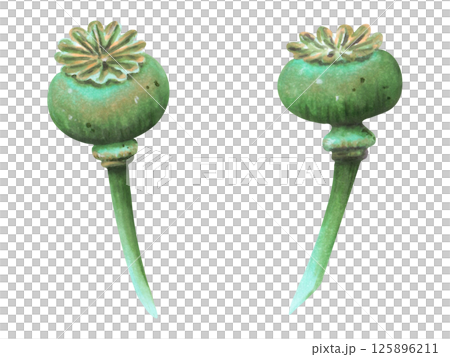 Poppy pod set. Watercolor and marker illustration. Botanical herbaceous plant drawing. Hand drawn isolated art. Clipart for cosmetology packaging, vintage decor, medicine. Wild poppy festival. 125896211