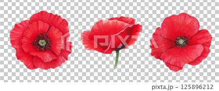 Set of scarlet red poppy bud. Watercolor illustration. Spring and Labor Day. Drawing botanical herbaceous plant. Hand drawn isolated art. Remembrance Day. Wildflower clipart for packaging, postcard. 125896212