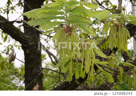 カシワの木の雄花・2025年4月 カシワの木の雄花・2025年4月 125896243