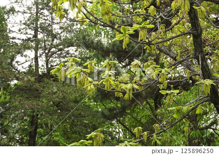 カシワの木の雄花・2025年4月　 125896250