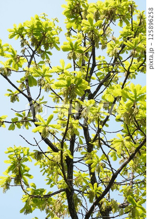 カシワの木の雄花・2025年4月　 125896258