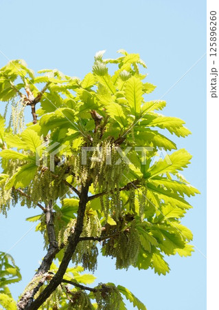 カシワの木の雄花・2025年4月　 125896260