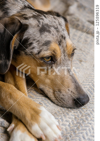 spotted Dog with brown and white fur is lying on the bed. a pet with a sad face looks away. spotted Dog with brown and white fur is lying on the bed. a pet with a sad face looks away. 125896319