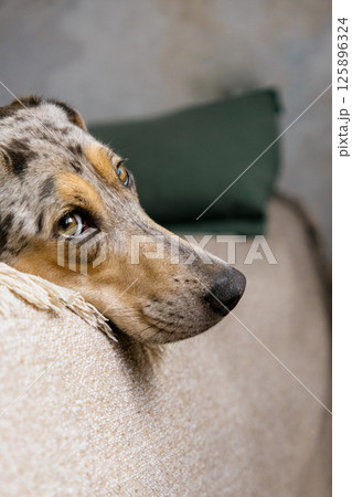 spotted Dog with brown and white fur is lying on the bed. a pet with a sad face looks away. 125896324