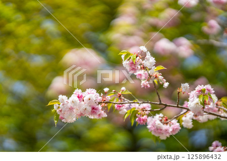 鹽竈ザクラ　鹽竃神社の鹽竃桜　満開の桜　淡紅色の大輪　サトザクラ系の八重桜　重弁例年5月上旬に満開 125896432