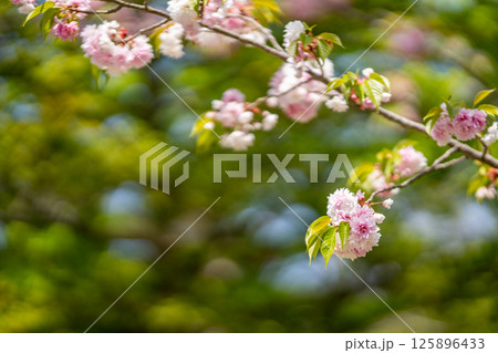 鹽竈ザクラ　鹽竃神社の鹽竃桜　満開の桜　淡紅色の大輪　サトザクラ系の八重桜　重弁例年5月上旬に満開 125896433