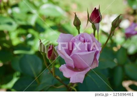 藤色のバラ　ブルームーン 125896461
