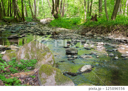 shallow creek in the forest. green park outdoors with foliage trees on the shore in spring. nature environment with roots and stone in the water. landscape in morning dappled light shallow creek in the forest. green park outdoors with foliage trees on the shore in spring. nature environment with roots and stone in the water. landscape in morning dappled light 125896556