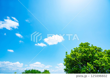 青空と雲と木立 青空と雲と木立 125896602