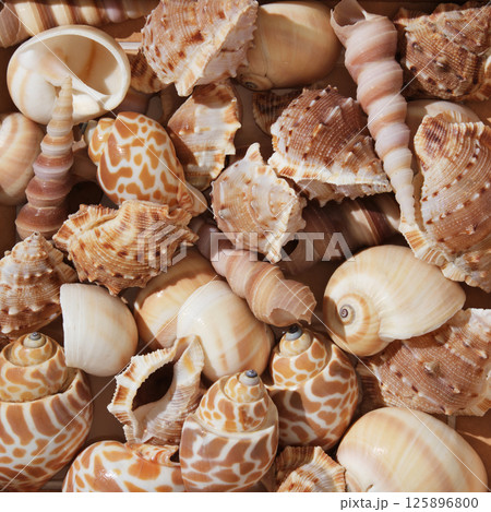 Summer vacation background with brown shells of different shapes 125896800