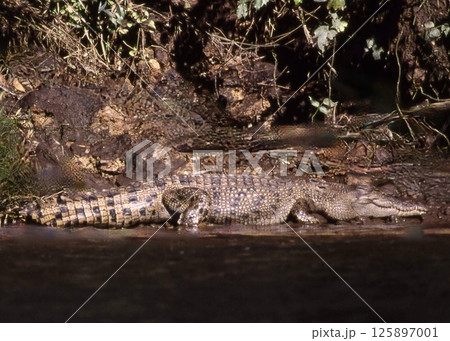 熱帯雨林の河で出会った巨大なワニ。 125897001