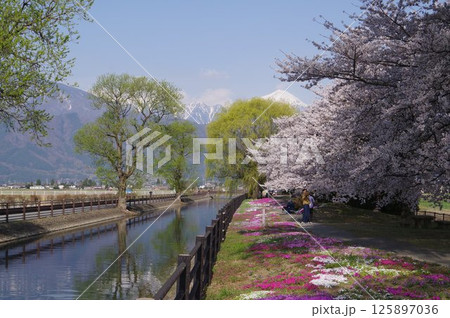 信州　安曇野　北アルプス常念岳と拾ヶ堰（じっかせぎ）　春　桜のある風景　安曇野人気撮影ポイント 125897036