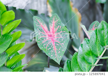 Caladium, Caladium Bicolor Vent or Caladium bicolor Caladium, Caladium Bicolor Vent or Caladium bicolor 125897041