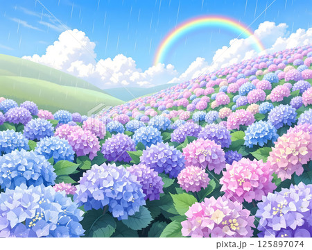 雨の残る青空と虹をバックにカラフルな紫陽花の花々 雨の残る青空と虹をバックにカラフルな紫陽花の花々 125897074