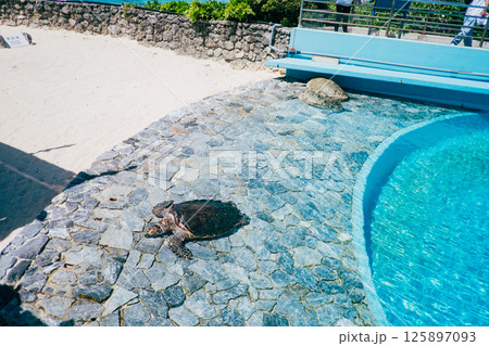 沖縄美ら海水族館の海亀 沖縄美ら海水族館の海亀 125897093