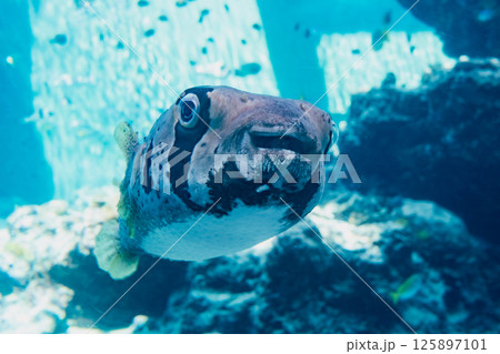 沖縄美ら海水族館のフグ 125897101