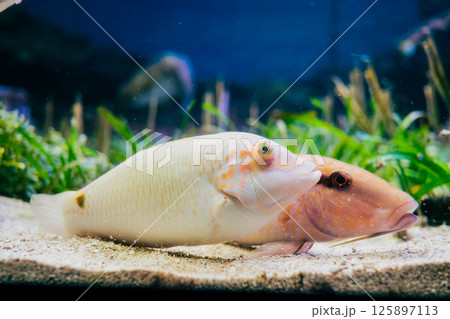 沖縄美ら海水族館のオジサン 125897113