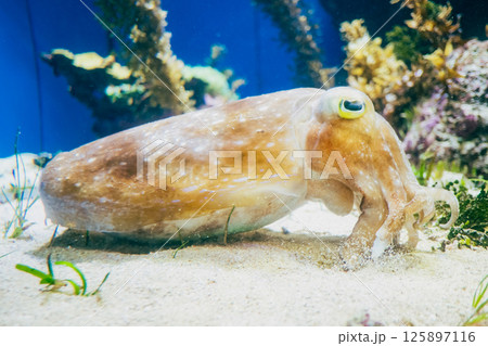 沖縄美ら海水族館のモンゴウイカ 125897116
