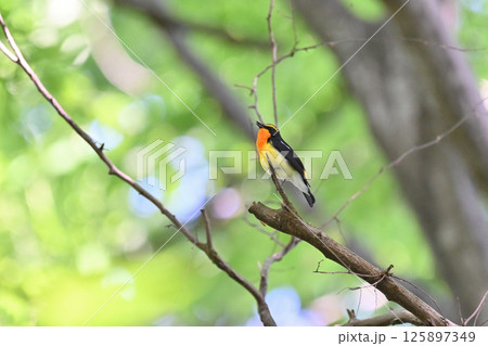 枝から羽ばたくキビタキ　（オス） 125897349