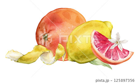 Composition with slice and whole Grapefruit and Lemon, Orange, white flower. Hand drawn watercolor illustration of orange tropical citrus fruit and leaves on white isolated background. Half grapefruit 125897356