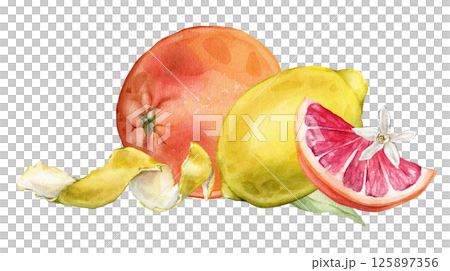 Composition with slice and whole Grapefruit and Lemon, Orange, white flower. Hand drawn watercolor illustration of orange tropical citrus fruit and leaves on white isolated background. Half grapefruit 125897356