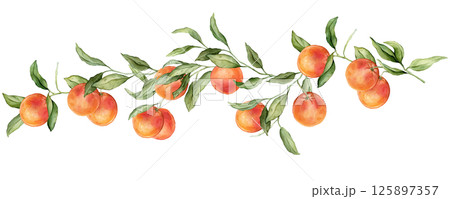 Grapefruit big Branch. Hand drawn watercolor illustration of orange red tropical citrus Food on white isolated background. Drawing of grapefruit tree with green leaves. Sketch of juicy for menu. 125897357
