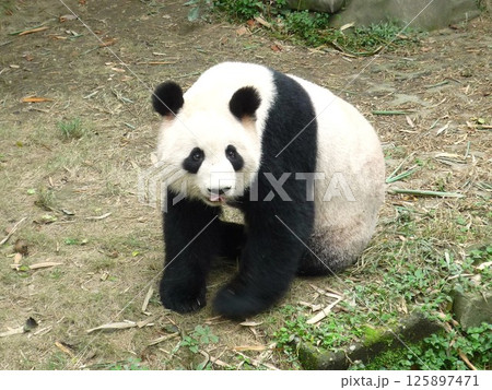 成都の繁殖研究基地 にいるパンダ 成都の繁殖研究基地 にいるパンダ 125897471