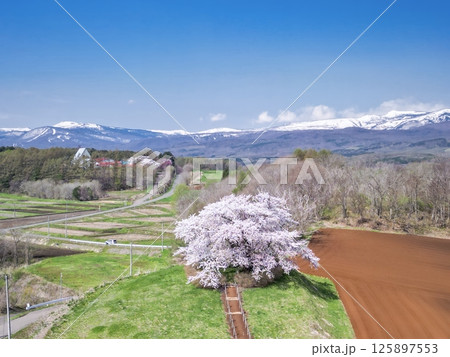 「岩手県」為内の一本桜の風景 125897553