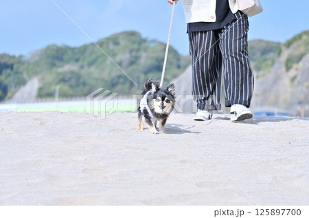 愛犬と砂浜を散歩する女性 夏素材 ロングコートチワワ 愛犬と砂浜を散歩する女性 夏素材 ロングコートチワワ 125897700
