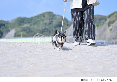 愛犬と砂浜を散歩する女性　夏素材　ロングコートチワワ 125897701