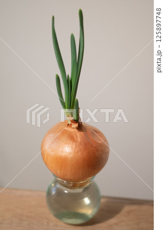 玉ねぎの水栽培イメージ (写真素材) 玉ねぎの水栽培イメージ (写真素材) 125897748
