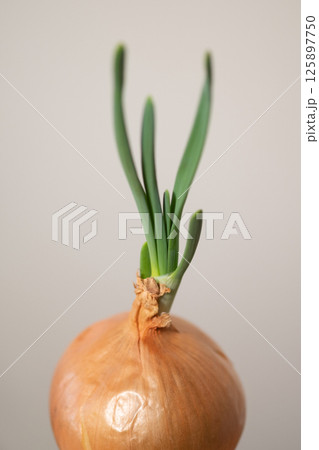 玉ねぎの水栽培イメージ (写真素材) 玉ねぎの水栽培イメージ (写真素材) 125897750