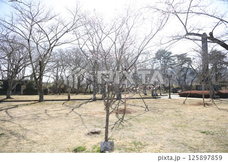 白石城跡 花木 白石城跡 花木 125897859
