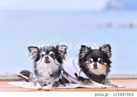 クールウェアを着た愛犬と夏旅行　ビーチリゾート　ロングコートチワワ 125897868