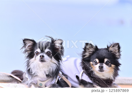 クールウェアを着た愛犬と夏旅行　ビーチリゾート　ロングコートチワワ 125897869