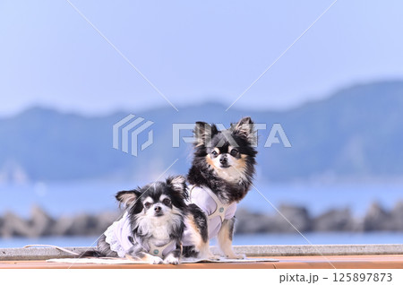 クールウェアを着た愛犬と夏旅行 ビーチリゾート ロングコートチワワ クールウェアを着た愛犬と夏旅行 ビーチリゾート ロングコートチワワ 125897873
