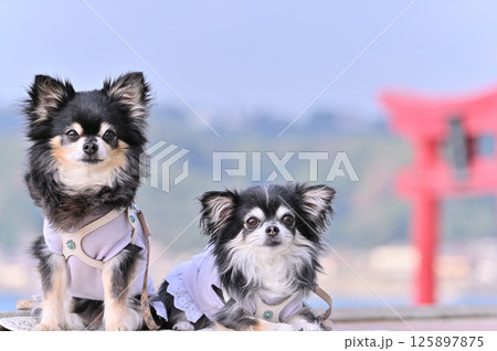 クールウェアを着た愛犬と夏旅行 ビーチリゾート ロングコートチワワ クールウェアを着た愛犬と夏旅行 ビーチリゾート ロングコートチワワ 125897875