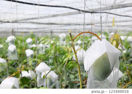 栽培されている果物の風景 栽培されている果物の風景 125898058