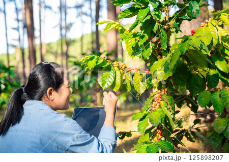 Harvest coffee bean ripe Red berries typing laptop computer check quality control plant coffee tree. Smart farmer using laptop in green coffee farm sustainable quality control agriculture technology 125898207