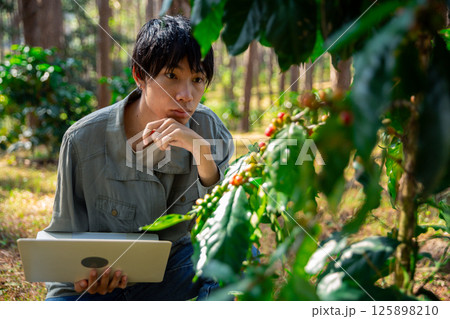 Harvest coffee bean ripe Red berries typing laptop computer check quality control plant coffee tree. Smart farmer using laptop in green coffee farm sustainable quality control agriculture technology 125898210