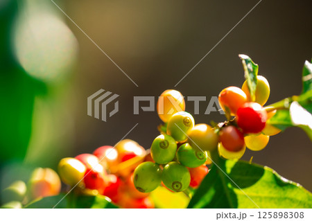 Close up harvest red ripe coffee seed robusta arabica berry harvesting coffee farm. Harvest coffee bean ripe Red berries plant fresh seed coffee tree growth in green eco organic farm green background 125898308