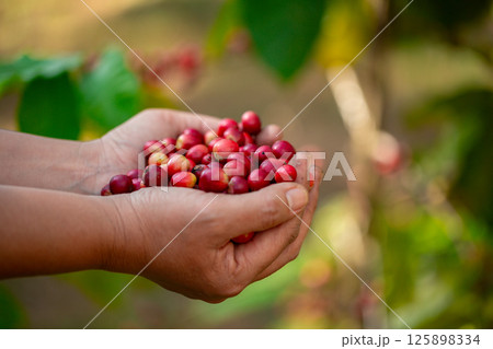 Close up hand harvest red ripe coffee seed robusta arabica berry harvesting coffee farm. Hand people harvest coffee bean ripe Red berries plant fresh seed coffee tree growth in green eco organic farm Close up hand harvest red ripe coffee seed robusta arabica berry harvesting coffee farm. Hand people harvest coffee bean ripe Red berries plant fresh seed coffee tree growth in green eco organic farm 125898334