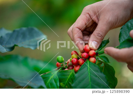 Close up hand harvest red ripe coffee seed robusta arabica berry harvesting coffee farm. Hand people harvest coffee bean ripe Red berries plant fresh seed coffee tree growth in green eco organic farm 125898390