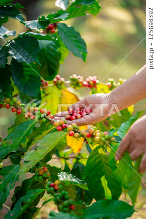 Close up hand harvest red ripe coffee seed robusta arabica berry harvesting coffee farm. Hand people harvest coffee bean ripe Red berries plant fresh seed coffee tree growth in green eco organic farm Close up hand harvest red ripe coffee seed robusta arabica berry harvesting coffee farm. Hand people harvest coffee bean ripe Red berries plant fresh seed coffee tree growth in green eco organic farm 125898392