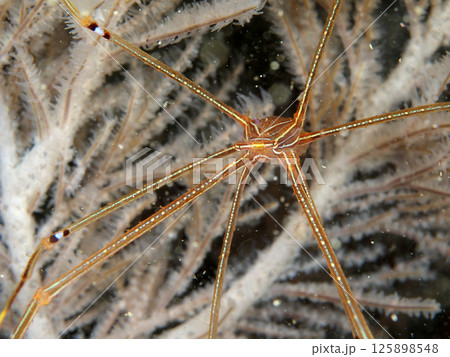 足の長いオルトマンワラエビ 足の長いオルトマンワラエビ 125898548